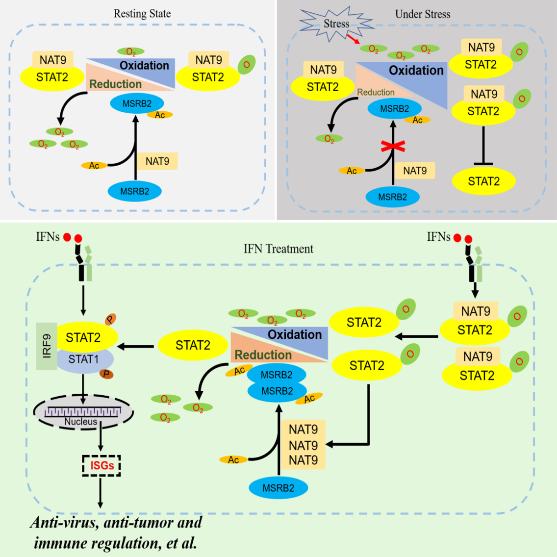 Graphical abstract